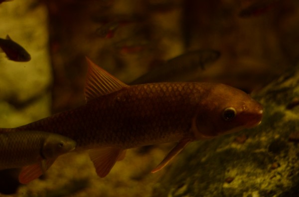 JBD_5222