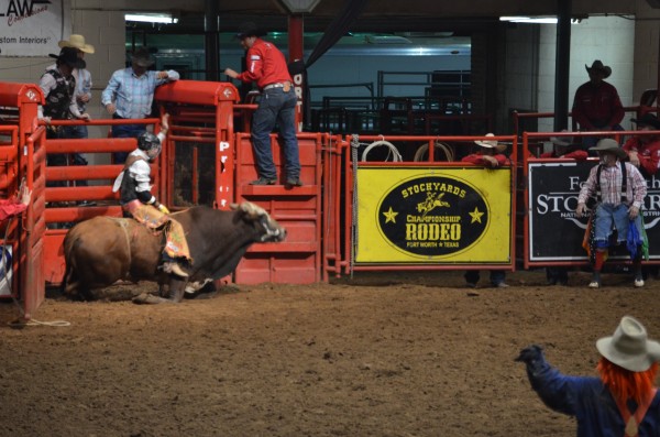 This bull got tired of waiting for his turn and sat down.